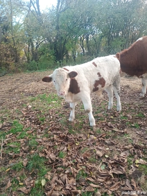 vand tauras - imagine 3