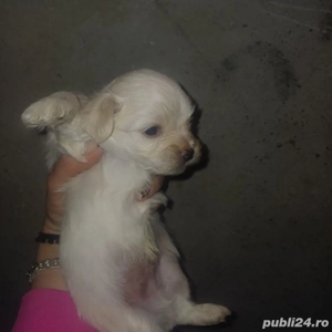 Vand bichon - imagine 2 Vand bichon - imagine 2