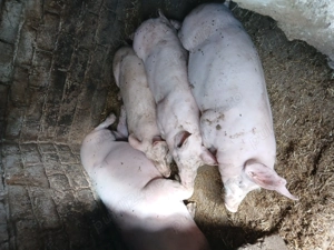 Porci de vînzare pentru crăciun  - imagine 2