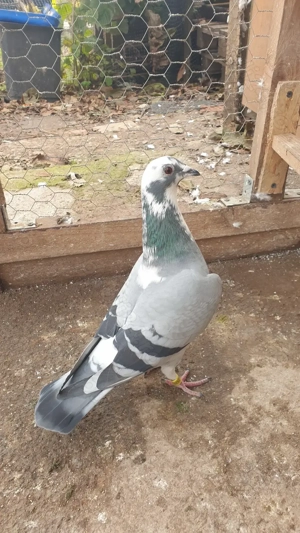 Ocazie! Vand 4 femele voiajor de concurs, perfect sanatoase, cu origini foarte bune! - imagine 3