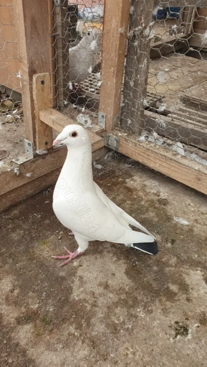 Ocazie! Vand 4 femele voiajor de concurs, perfect sanatoase, cu origini foarte bune! - imagine 4