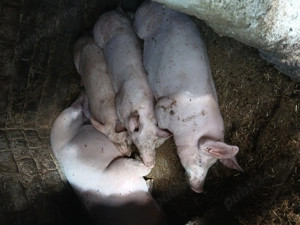 Porci de vînzare pentru crăciun  - imagine 4