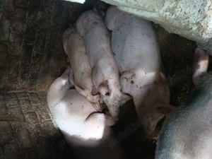 Porci de vînzare pentru crăciun  - imagine 3