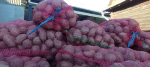 Cartofi de vinzare consum 