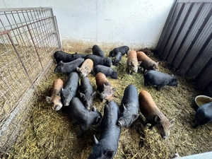 Purcel vietnamez metis - imagine 3 Purcel vietnamez metis - imagine 3