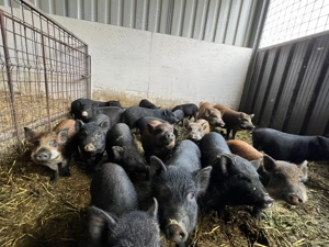 Purcel vietnamez metis - imagine 4 Purcel vietnamez metis - imagine 4