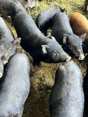 Purcel vietnamez metis - imagine 2 Purcel vietnamez metis - imagine 2