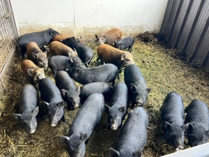 Purcel vietnamez metis - imagine 5 Purcel vietnamez metis - imagine 5