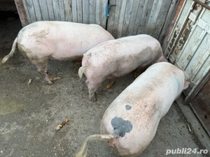 Porci pentru sacrificat - imagine 4