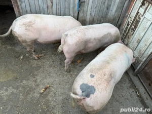 Porci pentru sacrificat - imagine 2