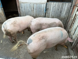 Porci pentru sacrificat - imagine 3