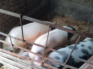 Vand 5 porci 100-130 kg 14 lei  - imagine 4