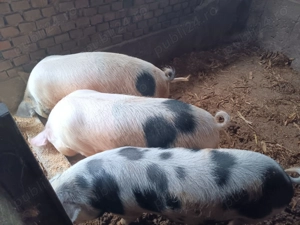 Vand 5 porci 100-130 kg 14 lei  - imagine 3