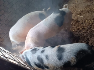 Vand 5 porci 100-130 kg 14 lei  - imagine 5