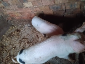 Vand 5 porci 100-130 kg 14 lei 