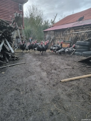 curci curcani disponibili  - imagine 4