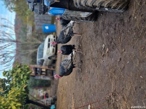 curci curcani disponibili 