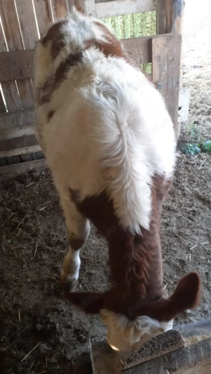 Vițea Bălțata - imagine 2