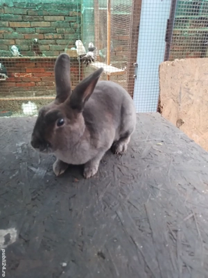 Iepure rex pitic SCHIMB