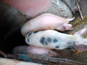 Vand 4 porci 170-200kg 13 lei