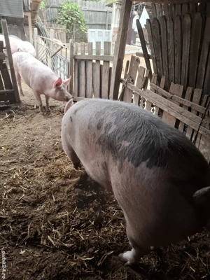 De vanzare - imagine 3 De vanzare - imagine 3