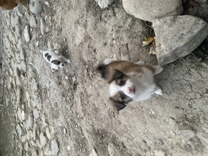 Donez Cătelusi doi baieti si doua fetite - imagine 2