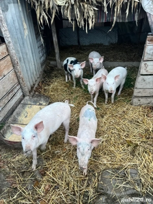 vând porci mici si mari - imagine 2