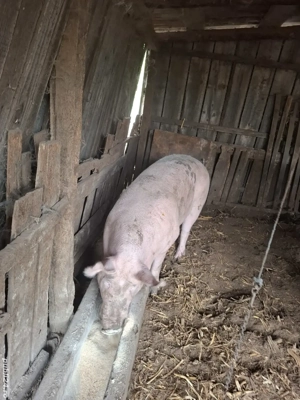 De vanzare - imagine 2 De vanzare - imagine 2