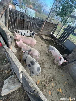 vând porci mici si mari - imagine 4