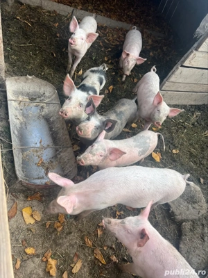 vând porci mici si mari - imagine 3