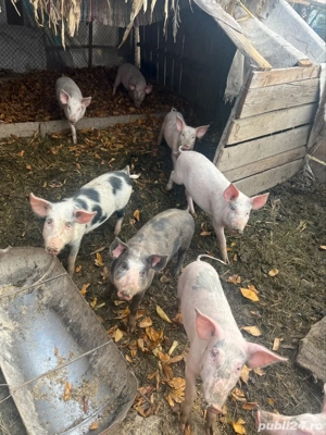 vând porci mici si mari - imagine 5