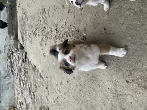 Donez Cătelusi doi baieti si doua fetite - imagine 3