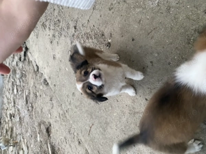 Donez Cătelusi doi baieti si doua fetite - imagine 4