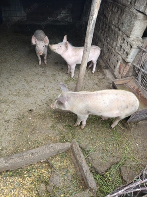 Vând purcei marele alb  - imagine 2