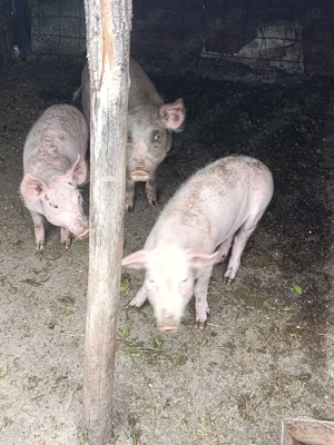 Vând purcei marele alb  - imagine 4