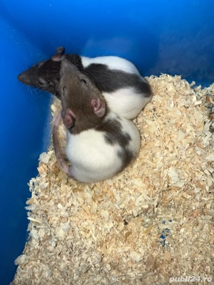 Donez sobolani de companie - imagine 2