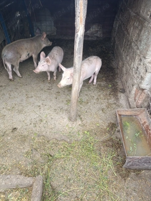 Vând purcei marele alb  - imagine 3