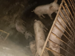 Vand 8 scroafe 70-100 de kg 14 lei - imagine 2