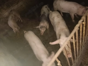 Vand 8 scroafe 70-100 de kg 14 lei