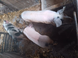 Vand 8 scroafe 70-100 de kg 14 lei - imagine 5