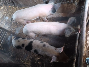 Vand 8 scroafe 70-100 de kg 14 lei - imagine 4