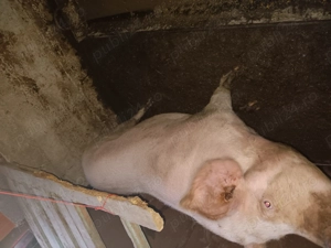 Vand 3 scroafe 100 120 kg 13 lei - imagine 4