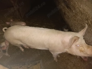 Vand 3 scroafe 100 120 kg 13 lei