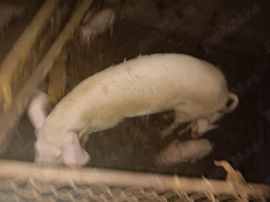 Vand 3 scroafe 100 120 kg 13 lei - imagine 3