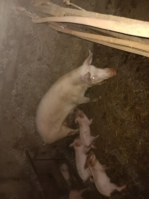 Vand 3 scroafe 100 120 kg 13 lei - imagine 2