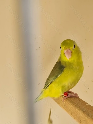 vand papagali forpus