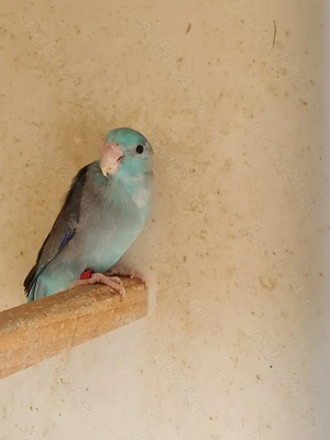 vand papagali forpus  - imagine 3