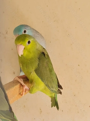 vand papagali forpus  - imagine 2