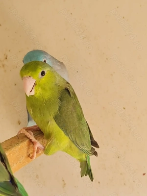 vand papagali forpus  - imagine 4