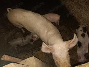 Vand 3 scroafe 100 120 kg 13 lei - imagine 5